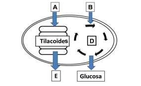 Imagen del ejercicio