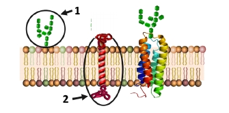 Diagrama de membrana biológica con estructuras 1 y 2