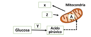 Esquema de mitocondria