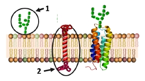 Estructuras de membrana biológica