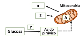 Esquema de mitocondria
