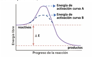 transformación de un reactivo en un producto