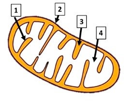 Diagrama de mitocondria