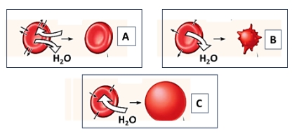 Glóbulos rojos en distintos medios
