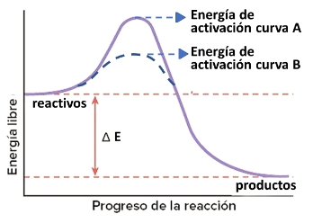 Gráfico energía libre vs. progreso de la reacción