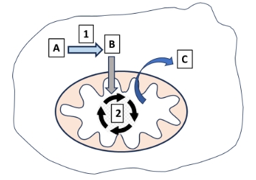 Esquema de mitocondria en el citosol