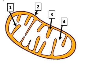 Mitocondria con estructuras señaladas