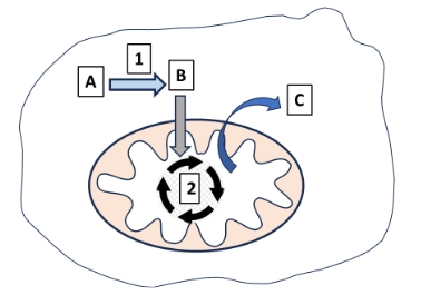 Esquema de mitocondria con procesos y compuestos señalados