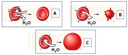 Glóbulos rojos en medios A, B y C