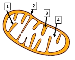 Mitocondria con estructuras numeradas