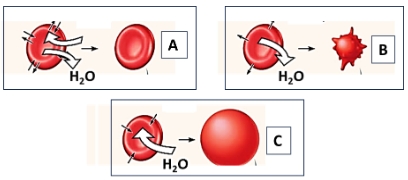 Glóbulos rojos en medios A, B y C