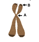 Figura de cromosoma con referencias A y B