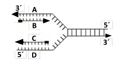 Proceso de división celular con nucleótidos marcados
