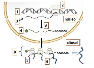 Esquema de expresión génica