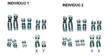 Cariotipos de dos individuos